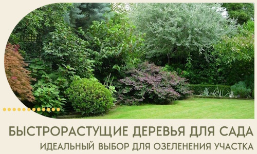 Быстрорастущие деревья для сада идеальный выбор в Железнодорожном