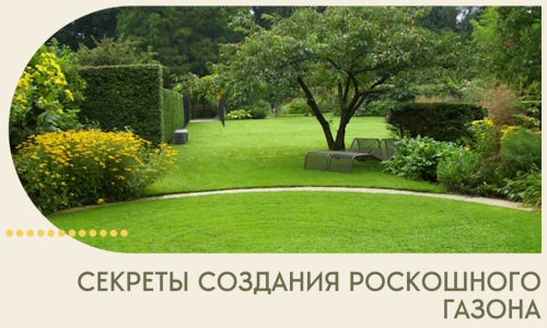 Секреты создания роскошного газона в Железнодорожном